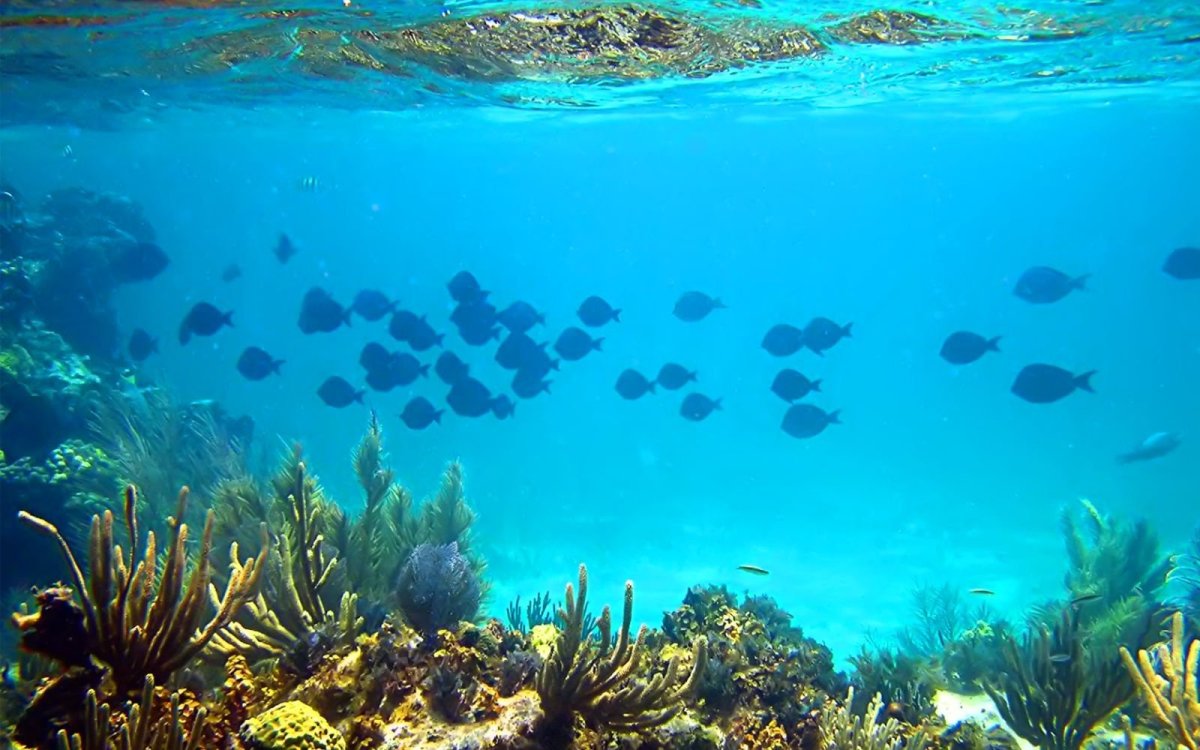 Дно океана панорама