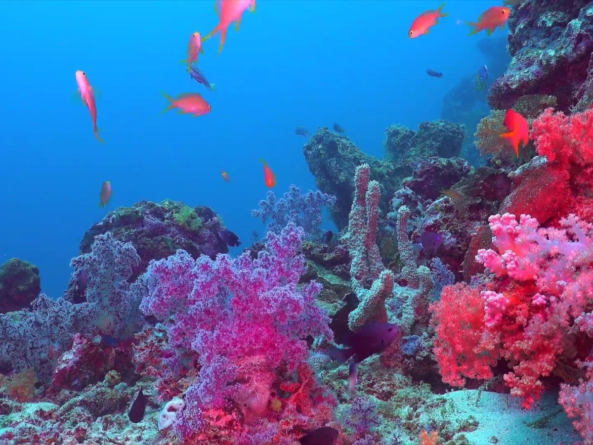 Красивые подводные пейзажи