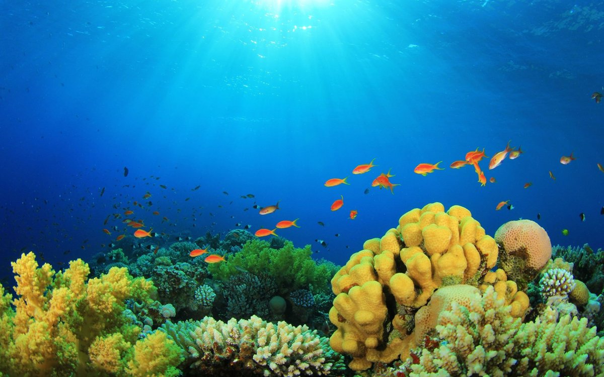 Морское дно