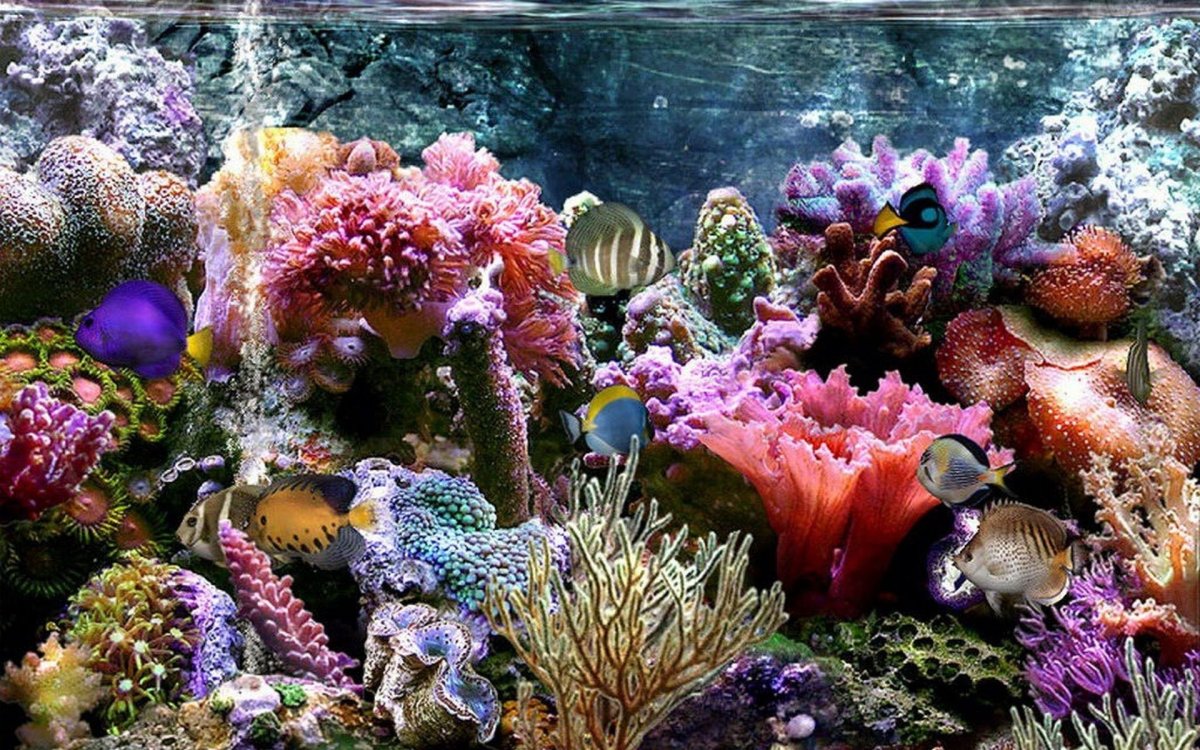 Подводный мир