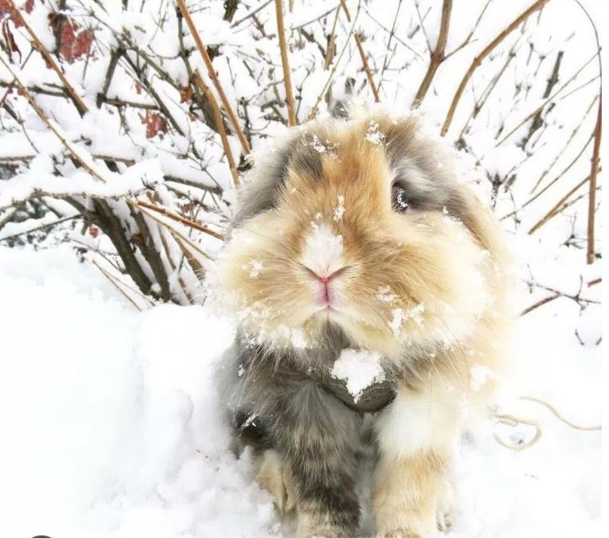 Кролик зима