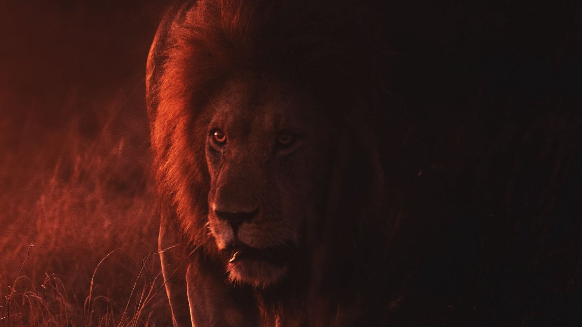 Лев на Красном фоне