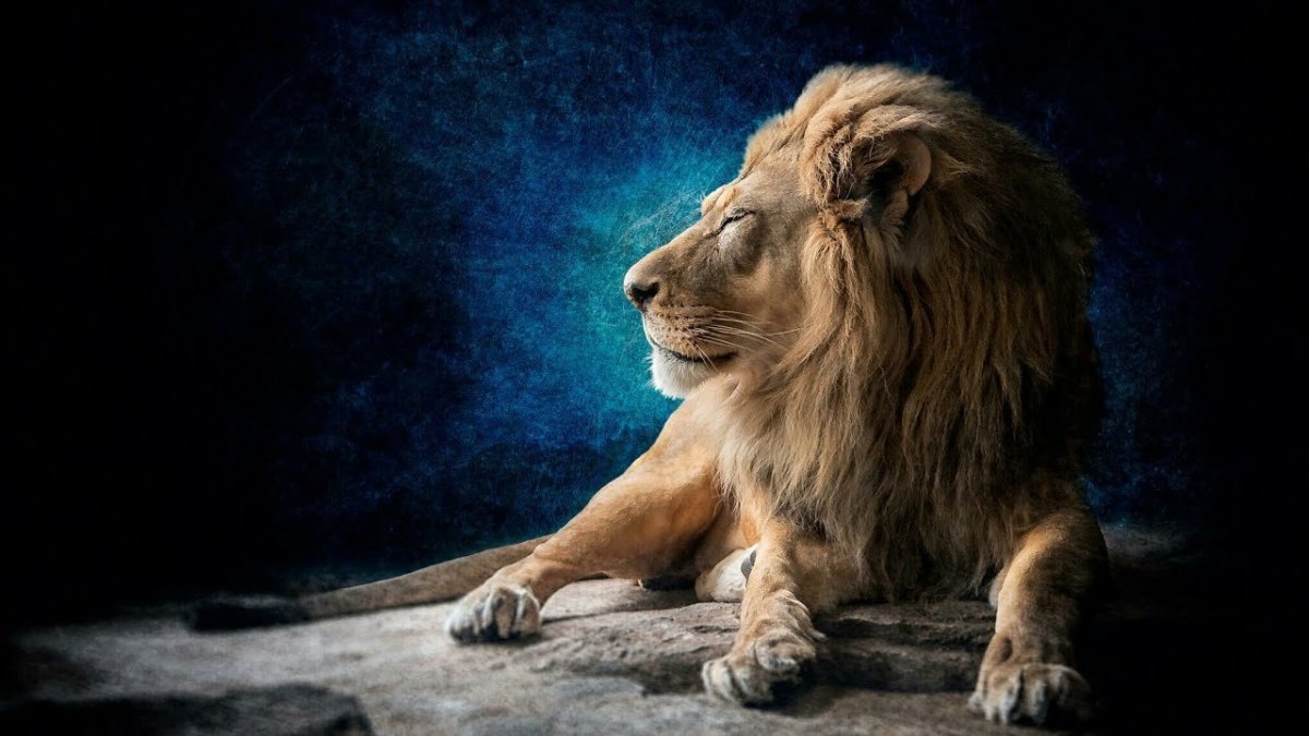 Лев на красивом фоне