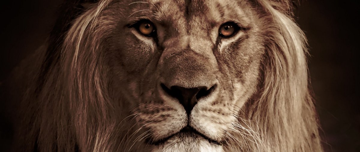 Картинки Льва на обои