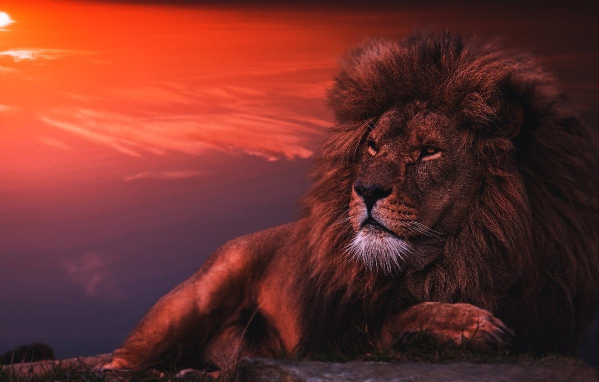 Лев обои