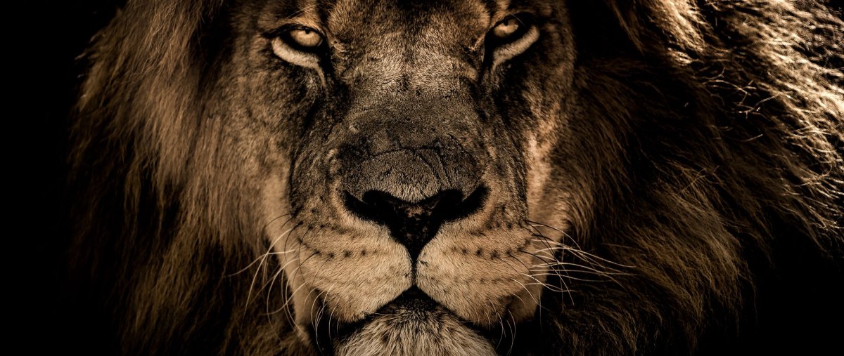 Лев Блэк Лайон