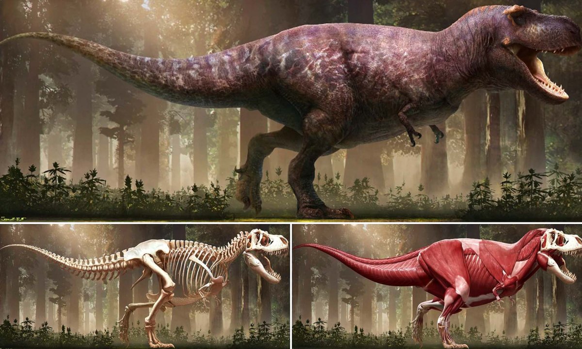 Семья Тереназавров рекс