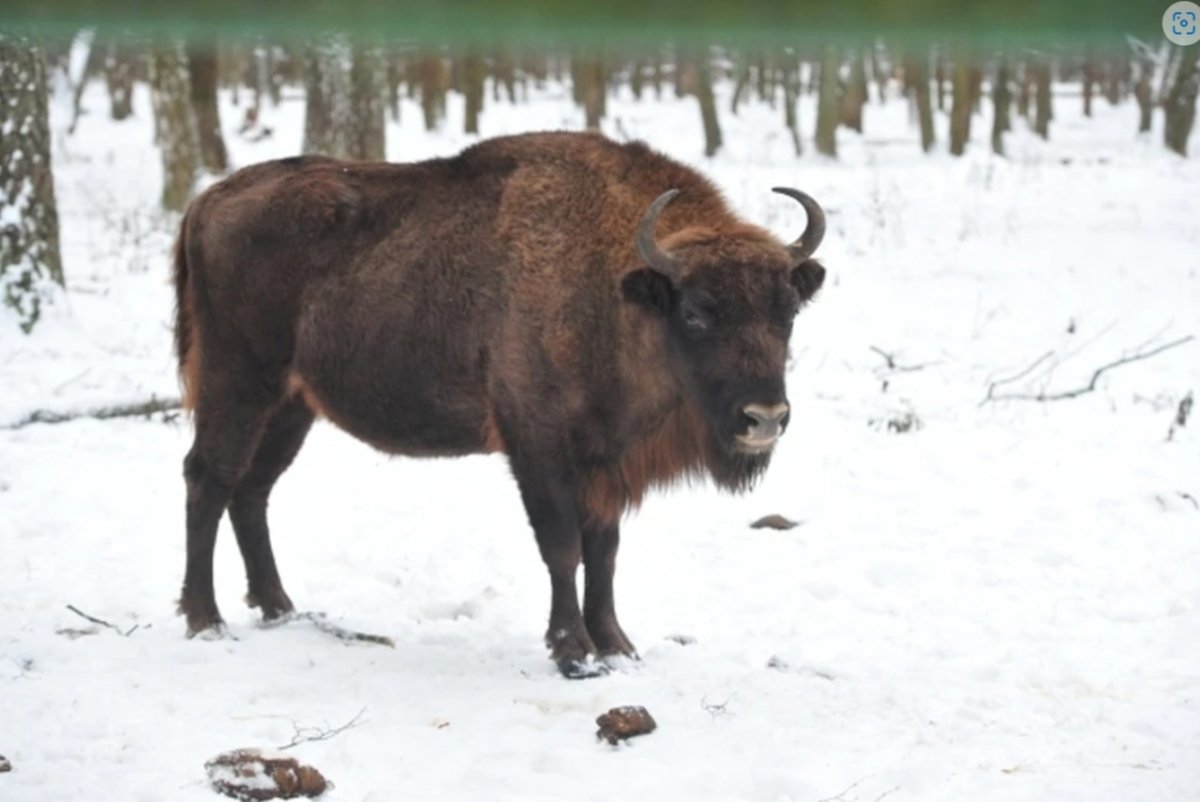 Горный ЗУБР Краснодарского края
