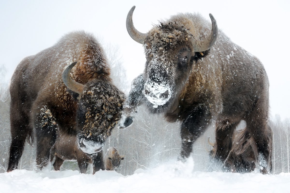 Обои на рабочий стол ЗУБР