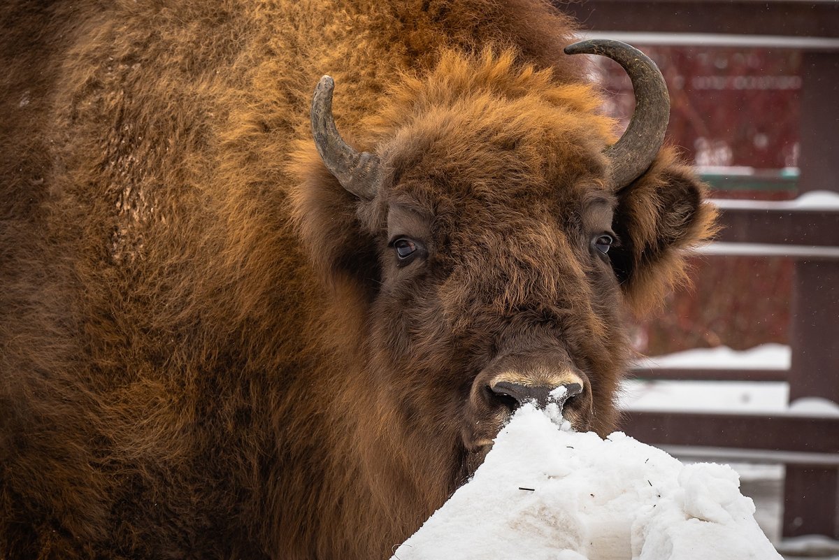 Зубры из Ростовского зоопарка
