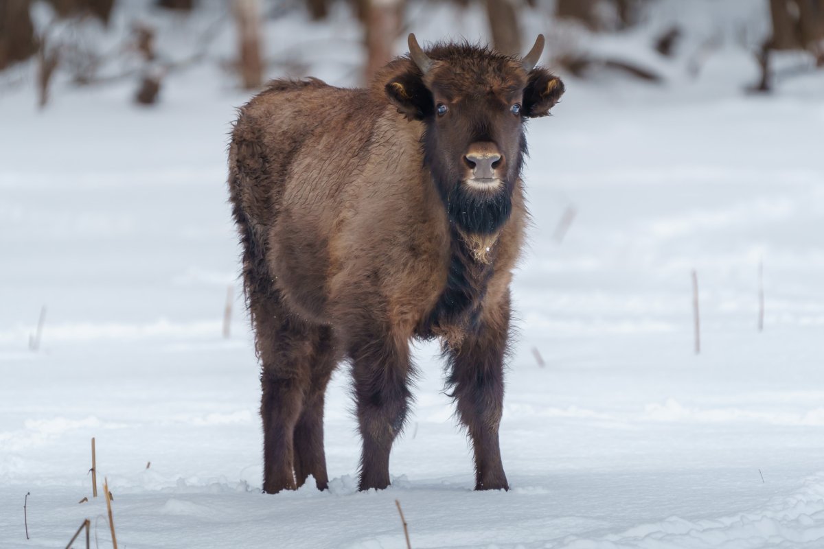 Бизон Буффало