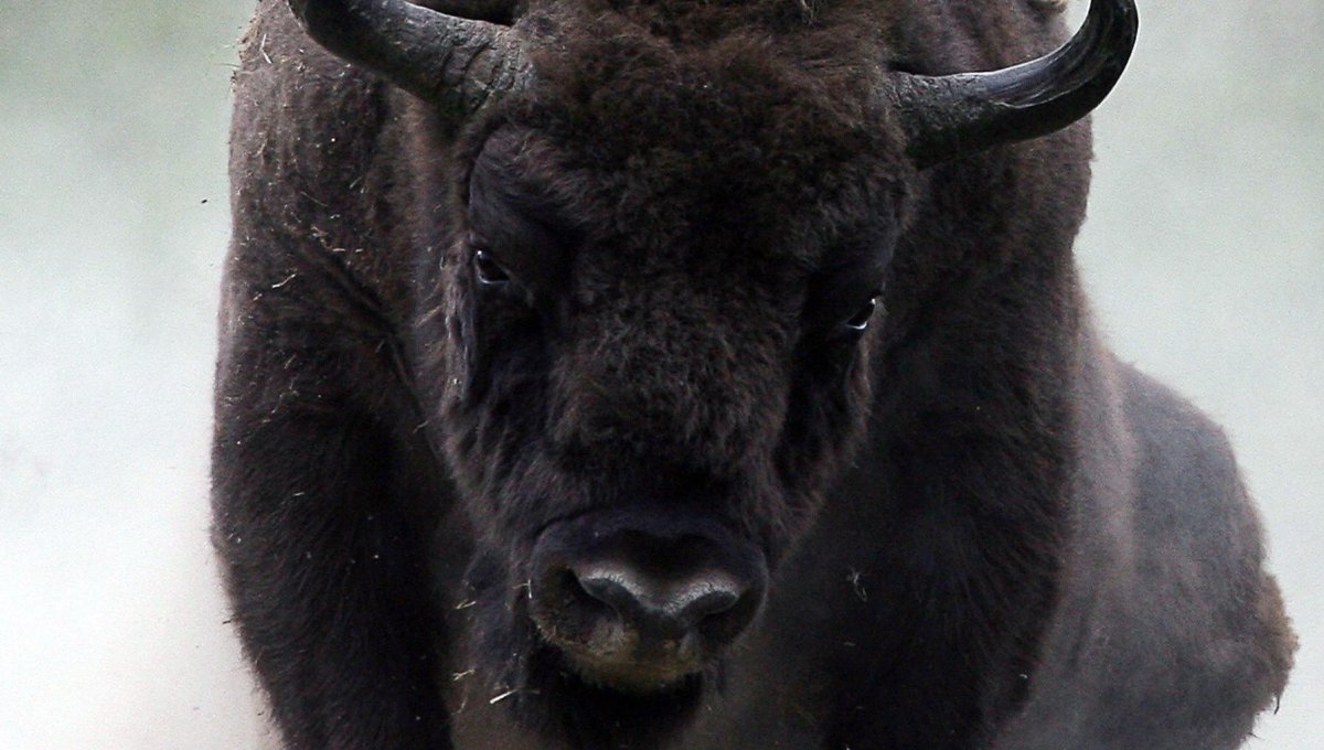 Шкура зубра