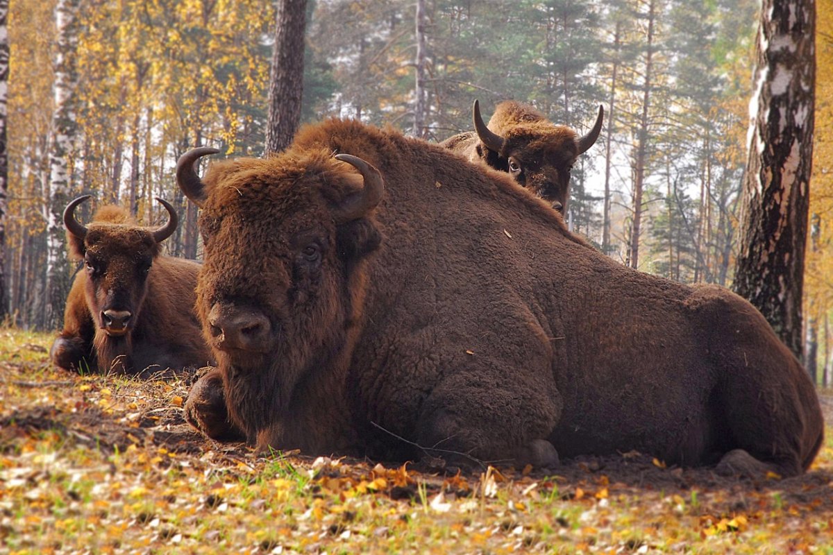 ЗУБР фото чб