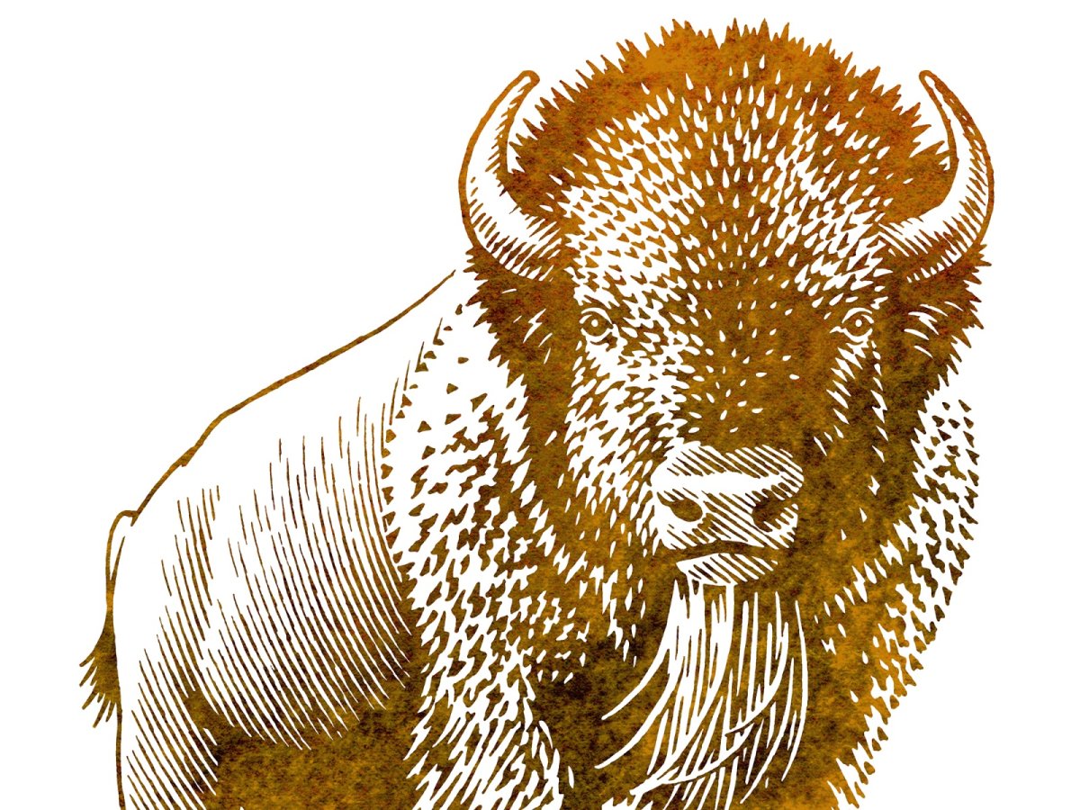 Голова быка красная