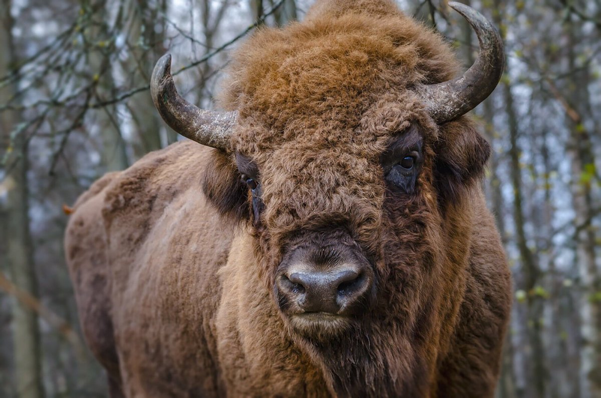 Древний Степной Бизон