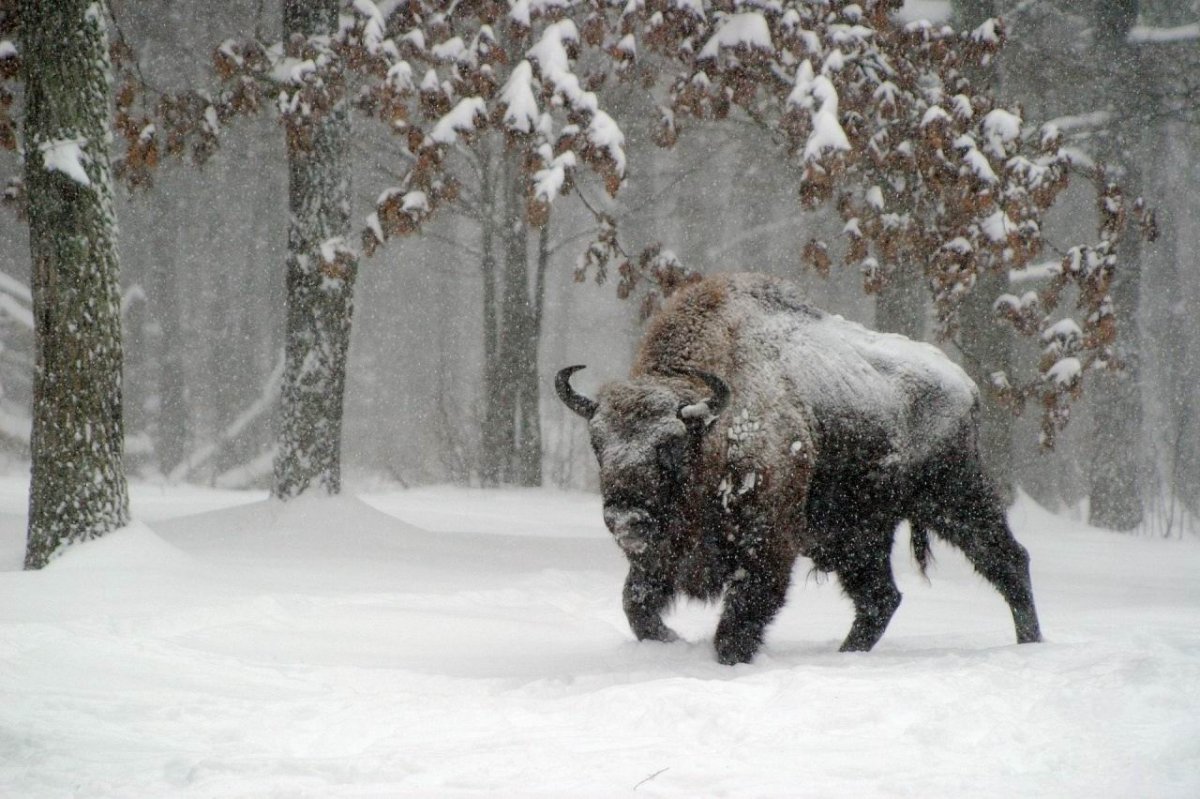 ЗУБР стадо в Беловежской пуще
