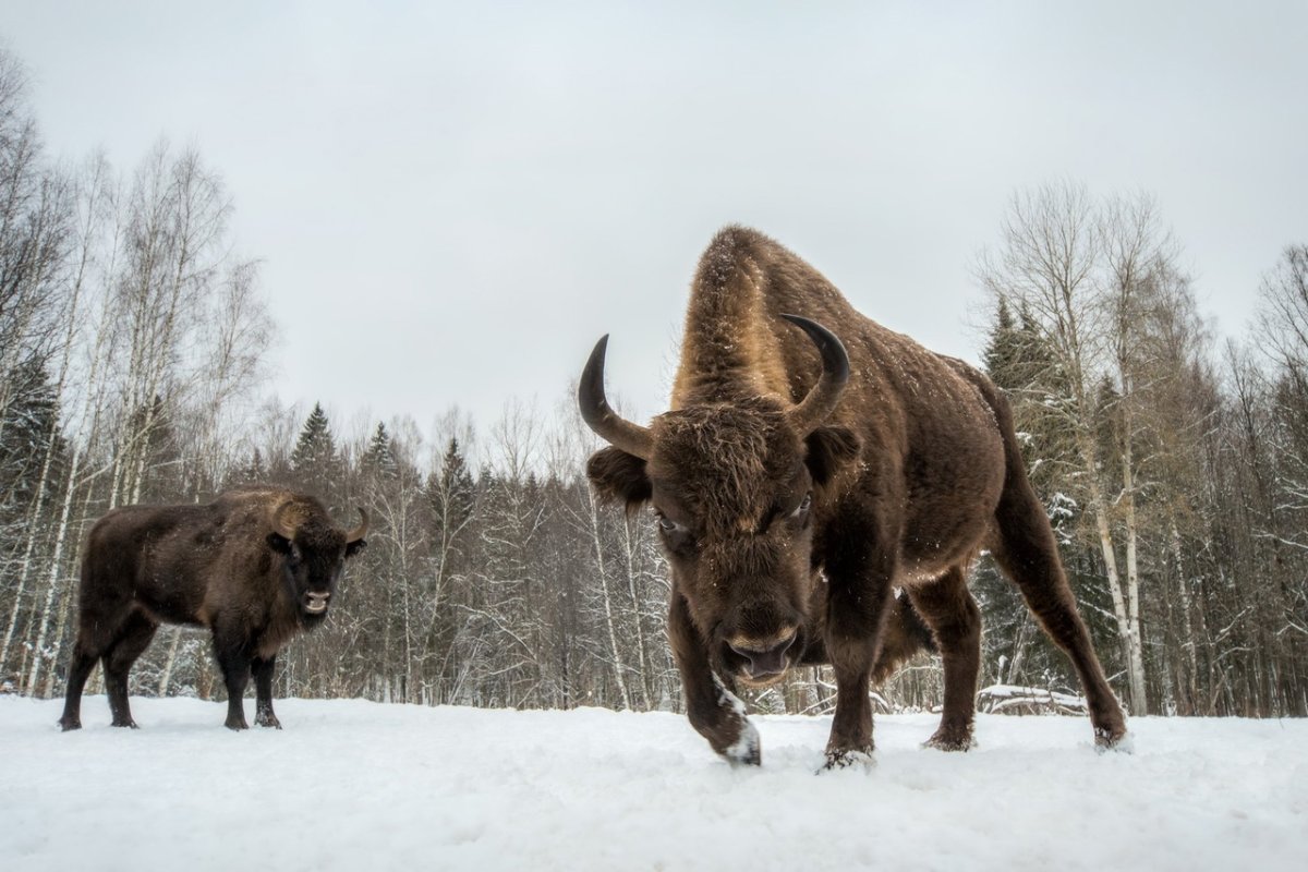 Бизоны в Северной Америке