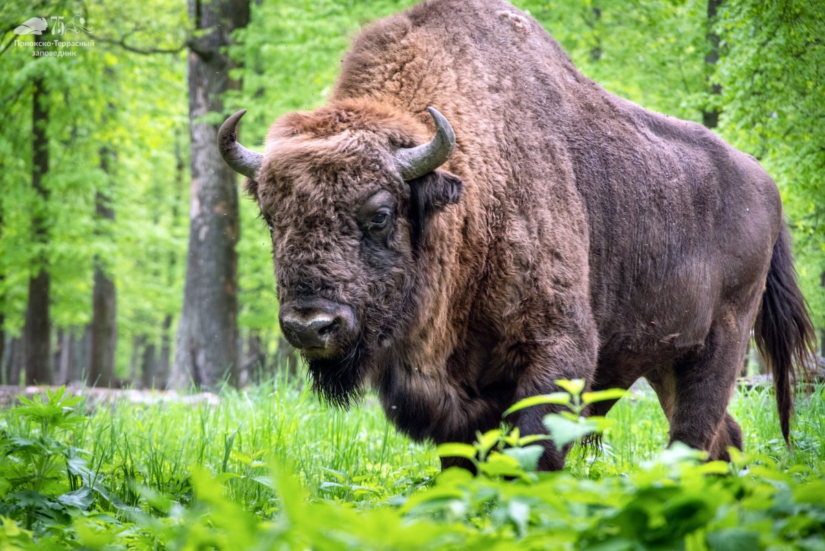 Приокско-Террасный заповедник зубры