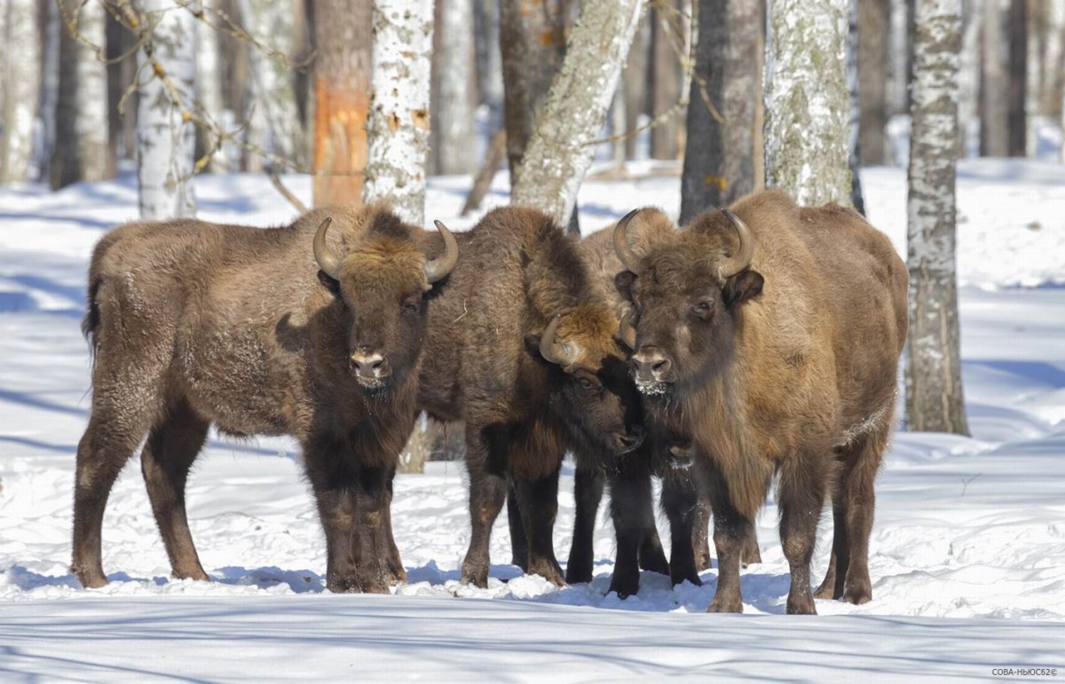 Беловежская пуща Буйволы