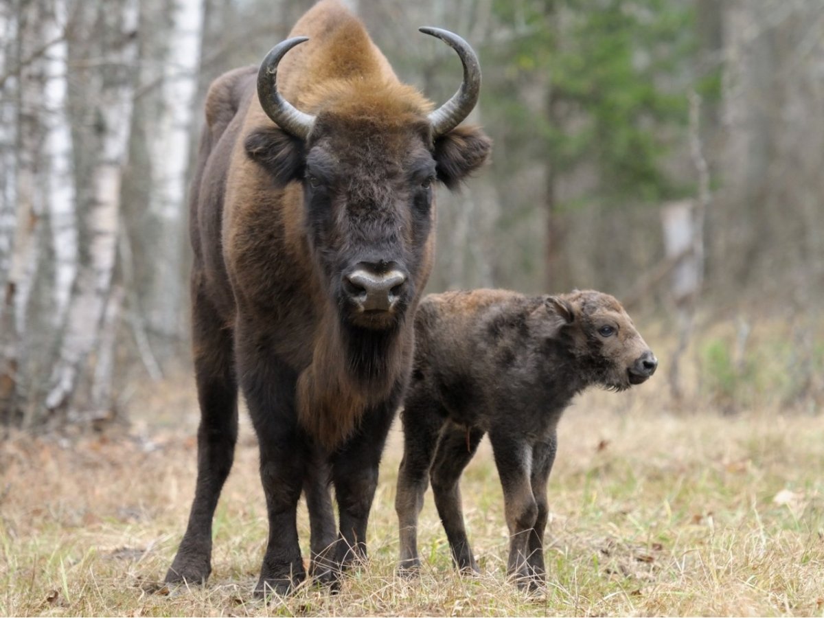 Бизон в горах