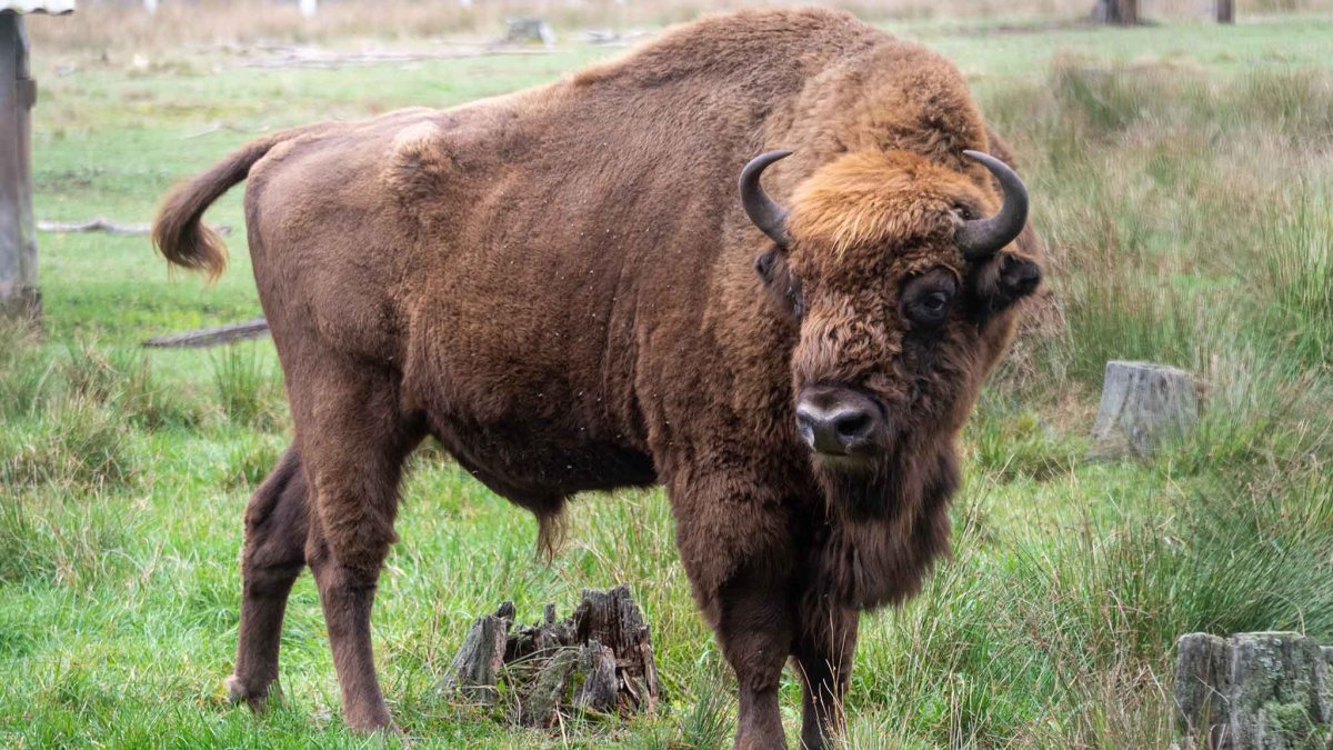 Беловежская пуща зубры заповедник