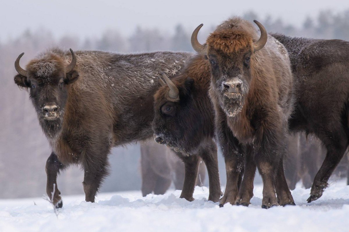Огромный ЗУБР