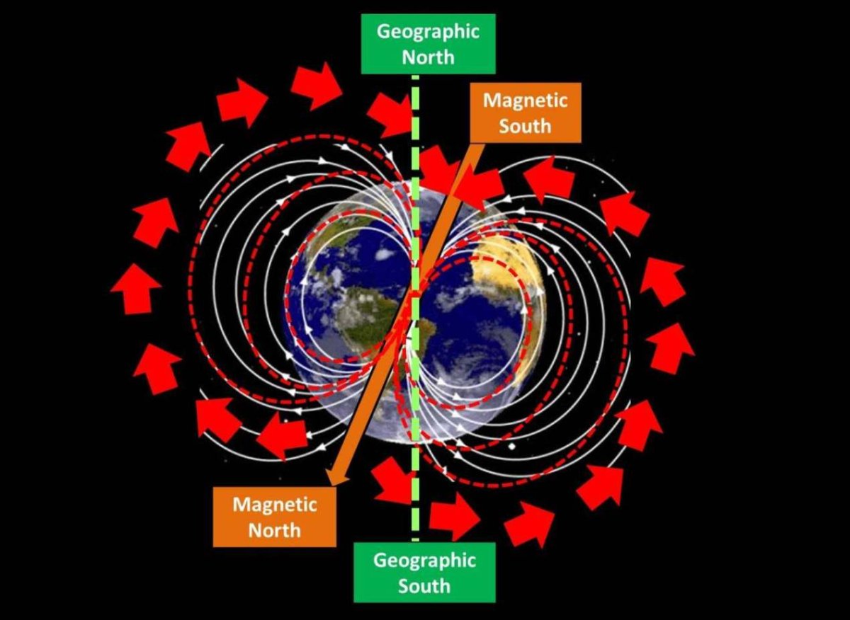 Животные и магнитное поле земли