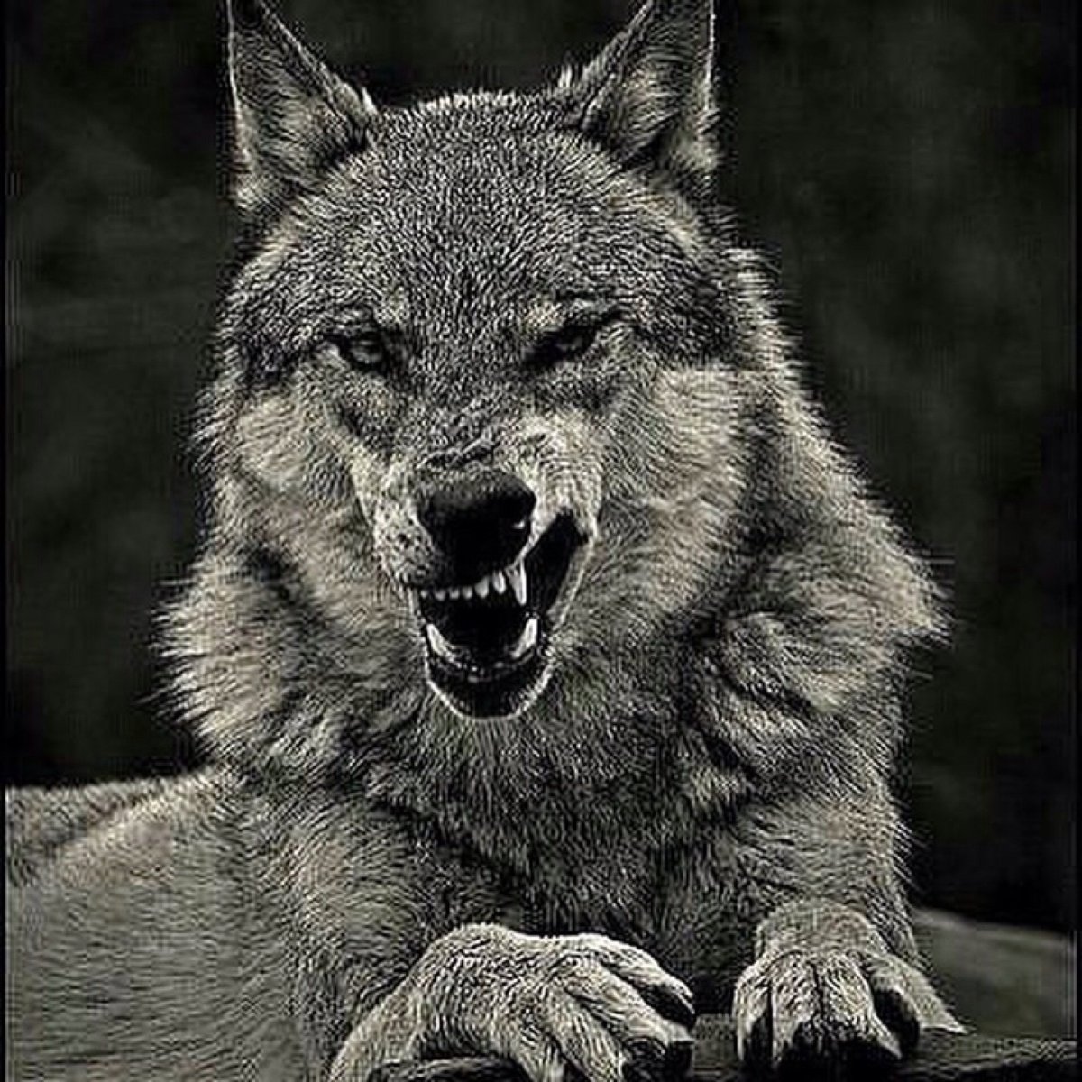 Чешский Волчак оскал