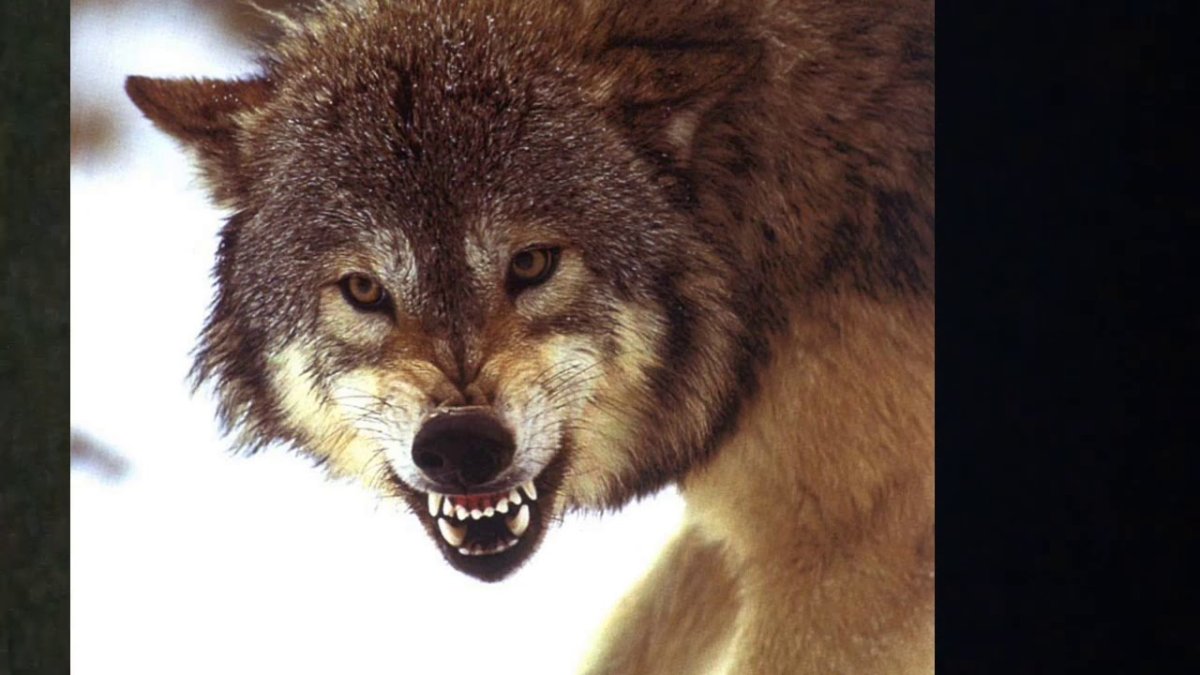 Волк морда скалится