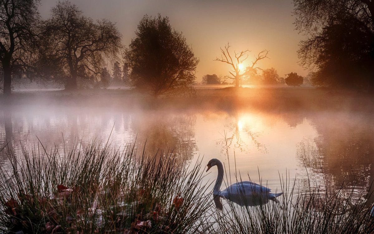 Туман над прудом