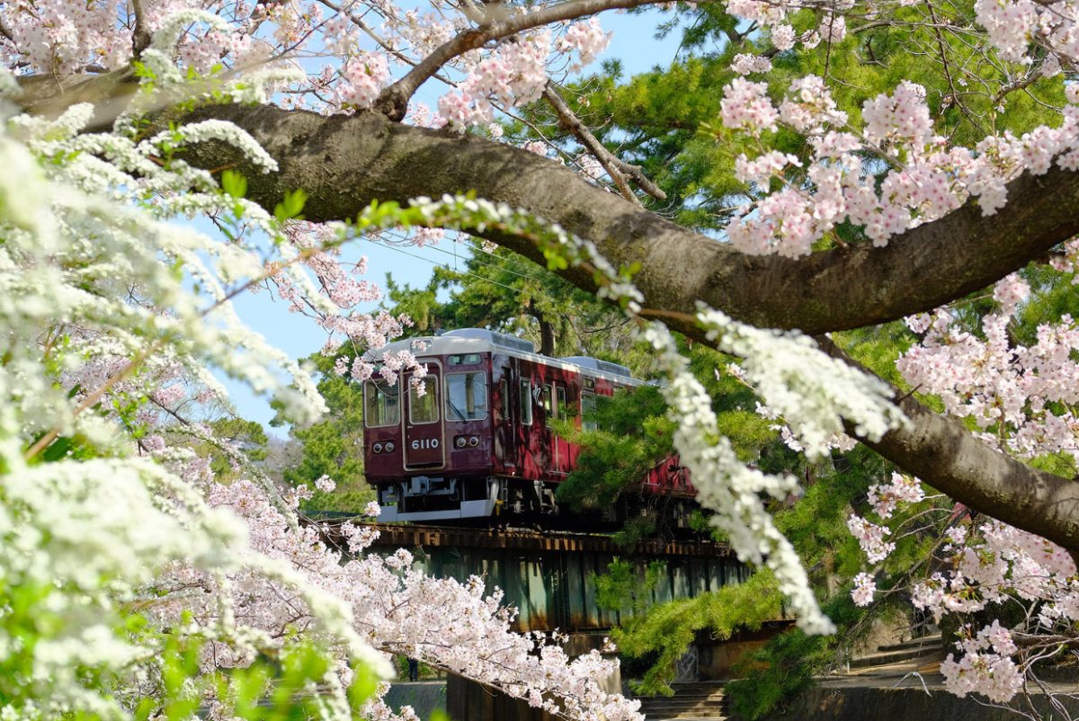 Природа Японии коллаж