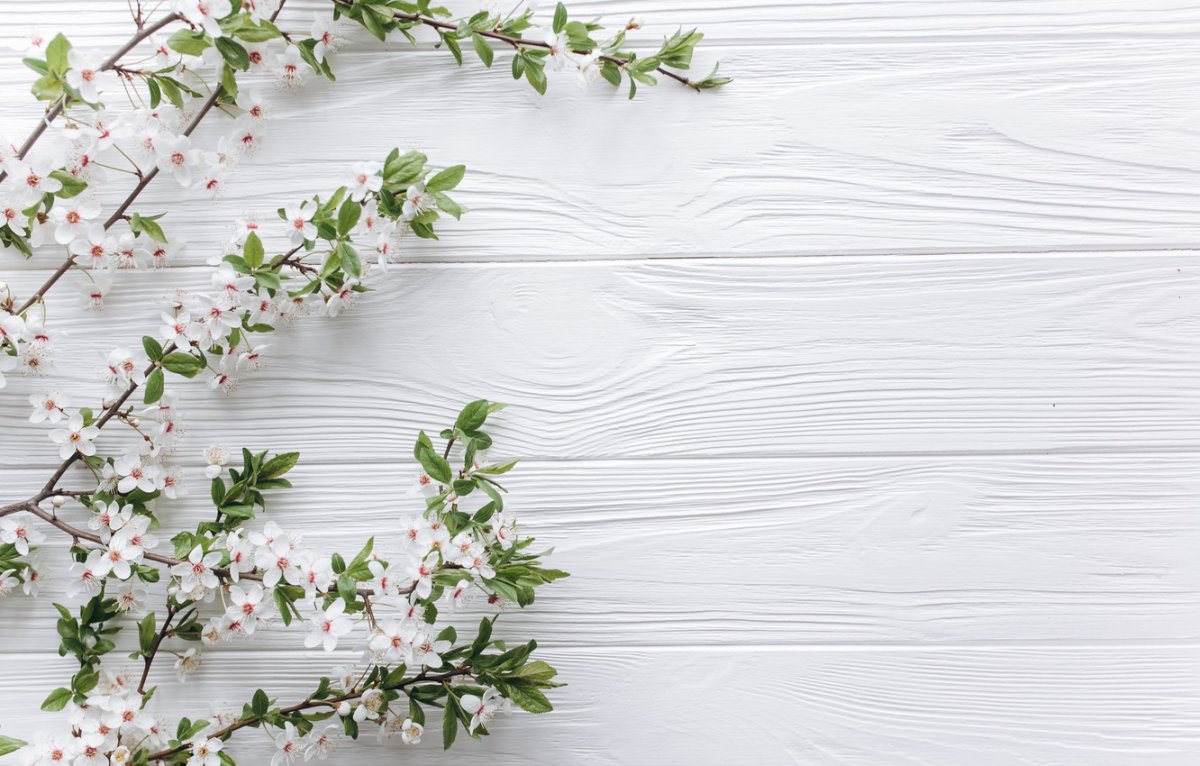 Фон Цветущая яблоня