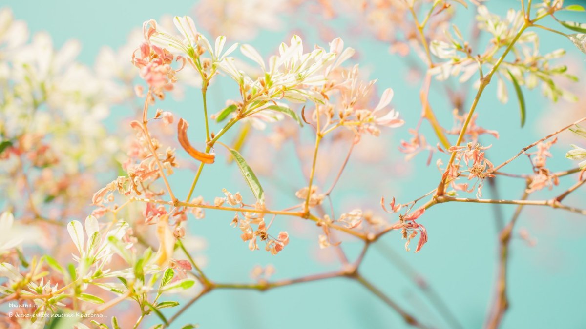 Цветовая палитра пастельных тонов