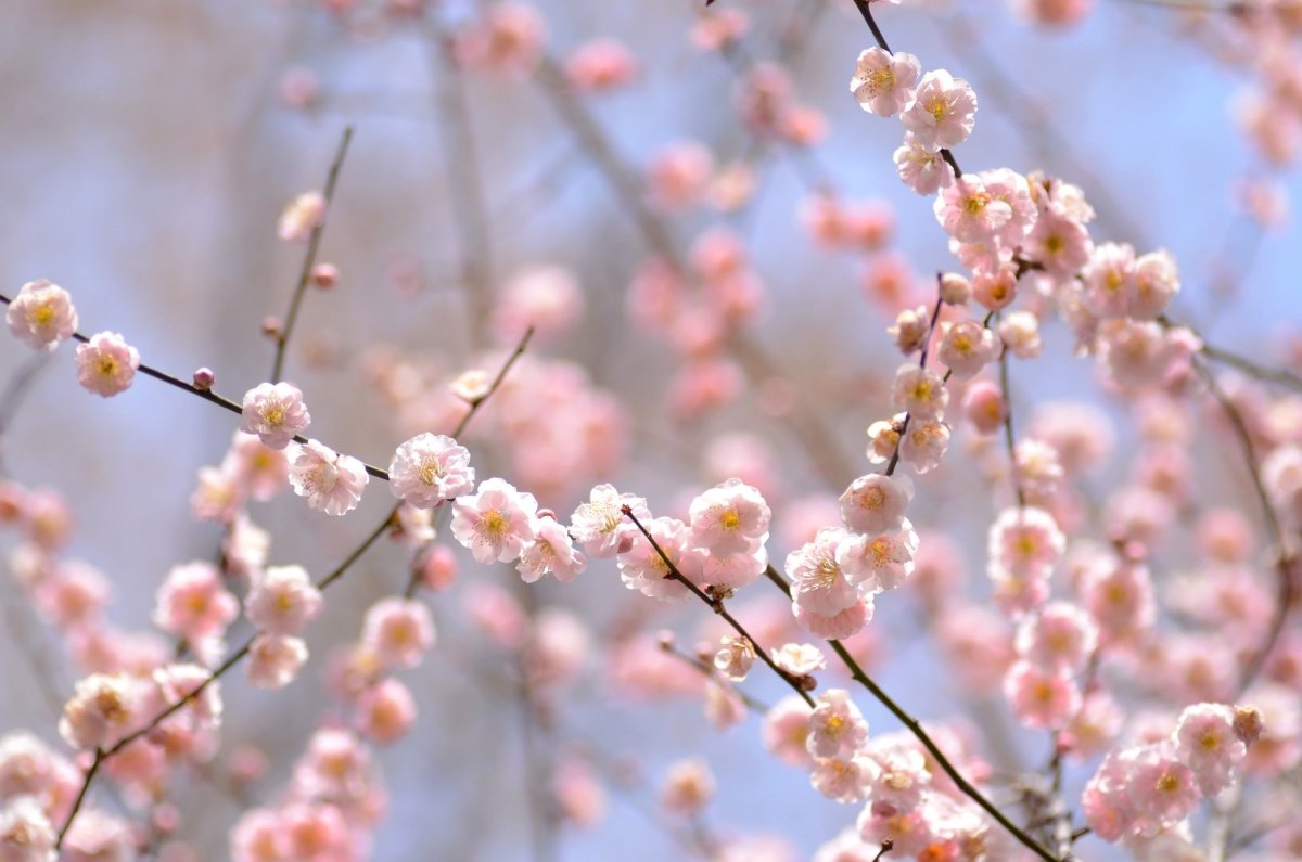 Весенний фон