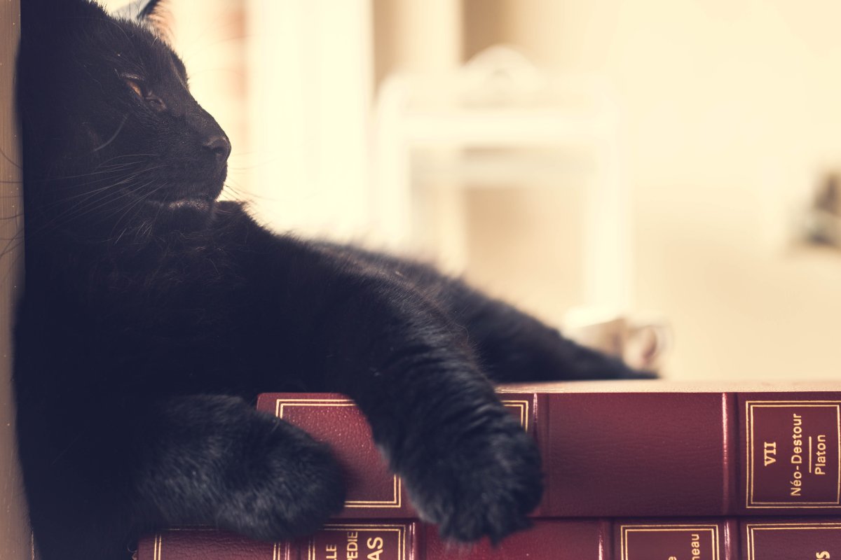 Книги черная кошка