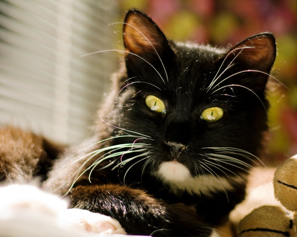 Кошка на аву