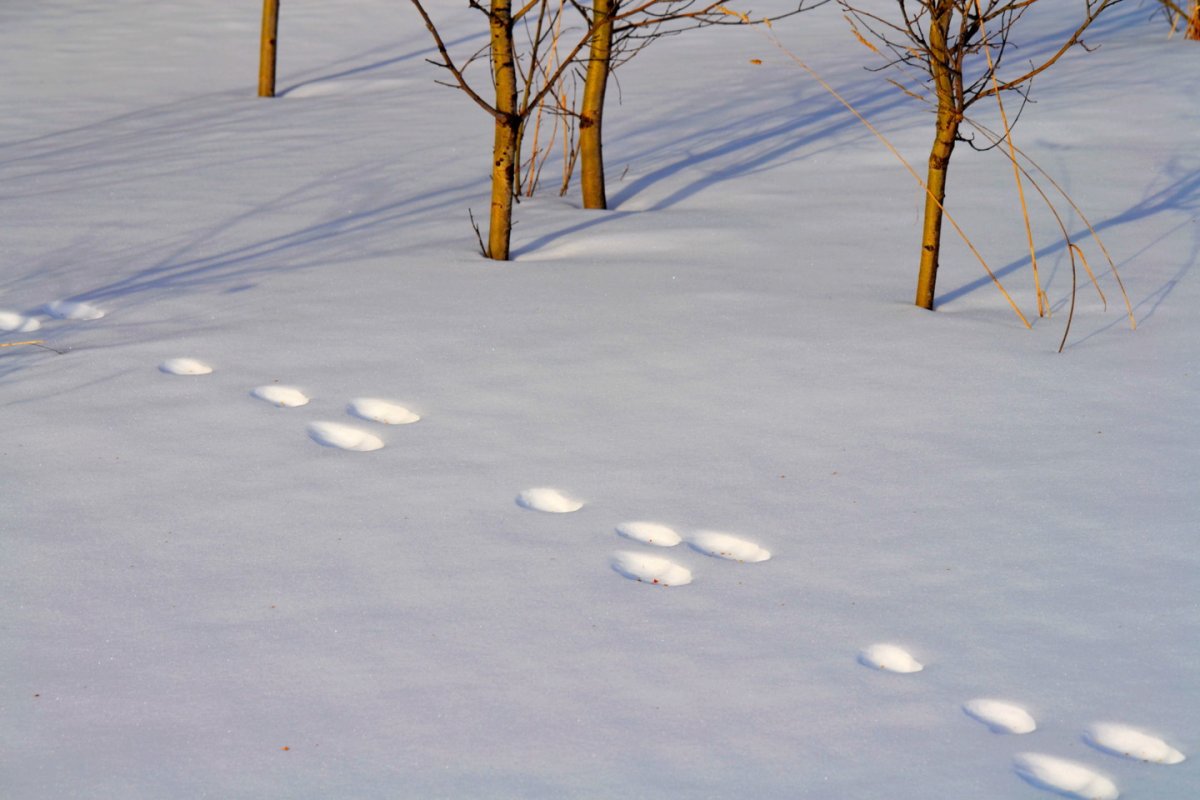 Заячьи следы