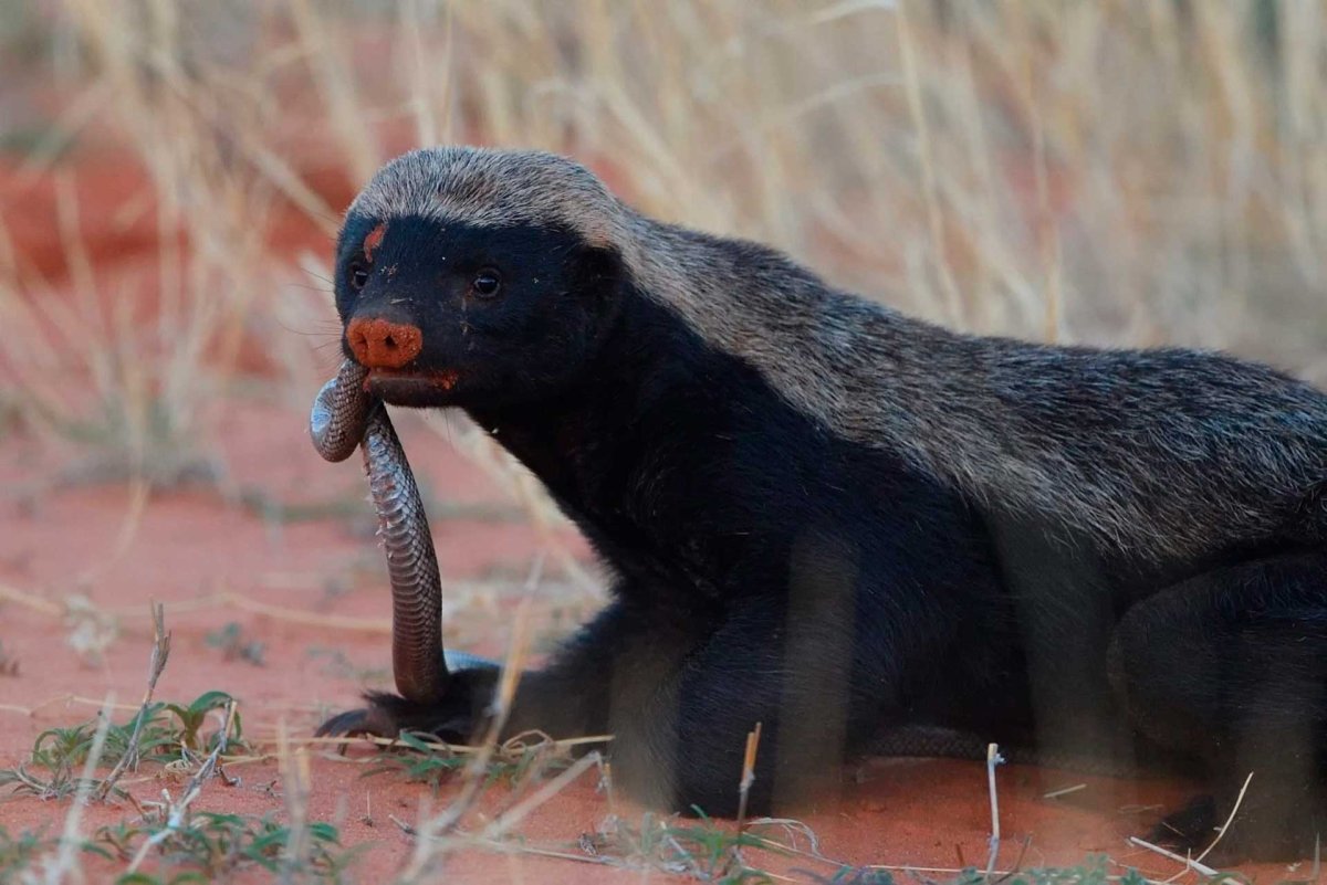 Мангуст против медоеда