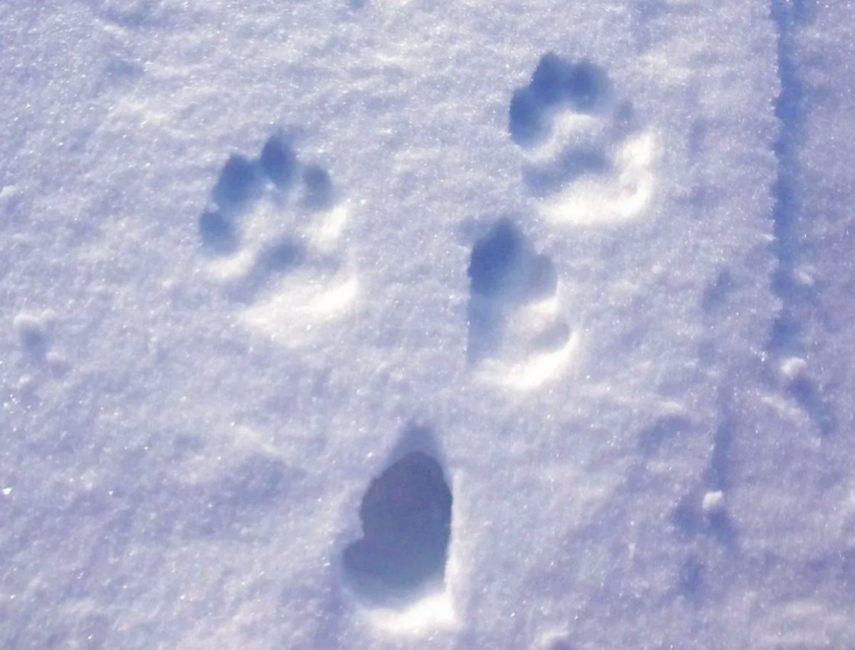 Следы зайчика на снегу