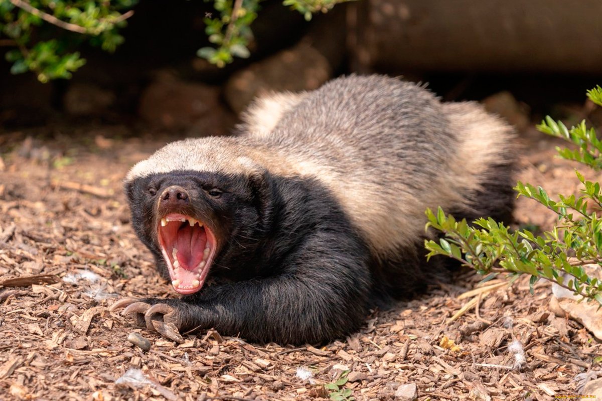 Енот медоед