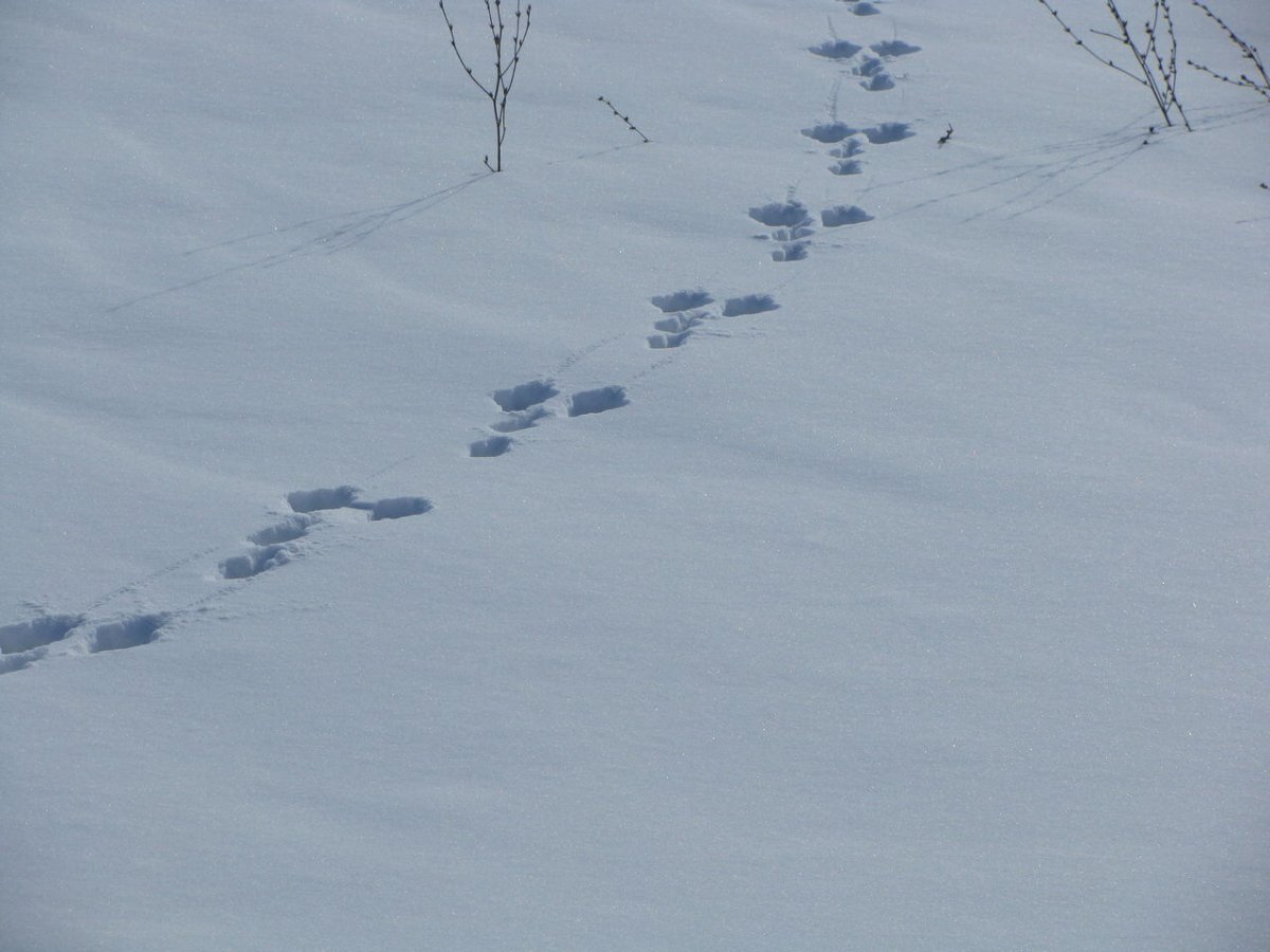 Заячьи следы на песке