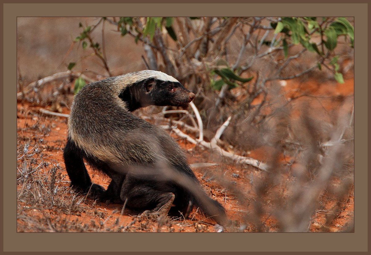 Медоед Новосибирский зоопарк