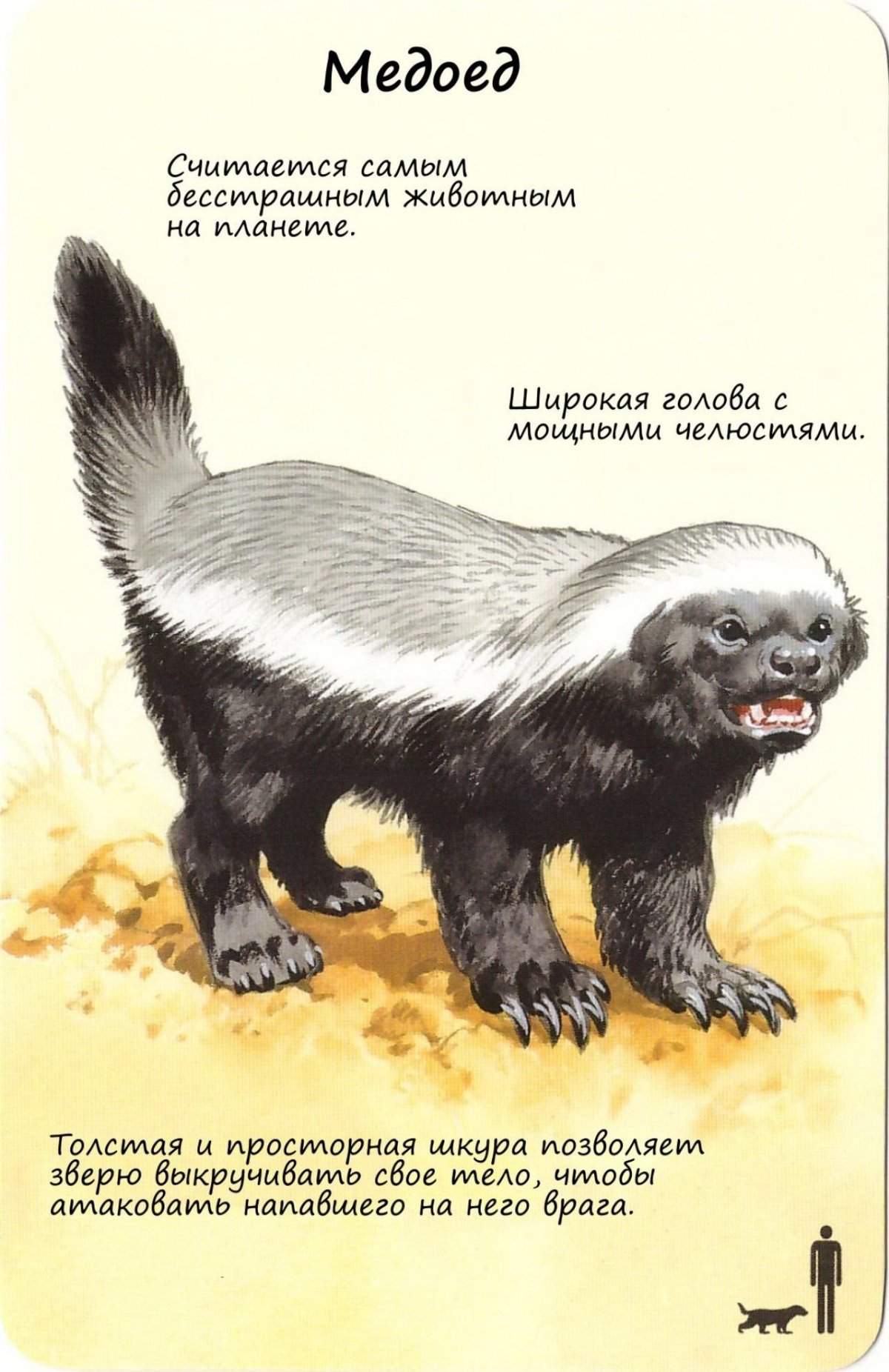 Медоед мульт