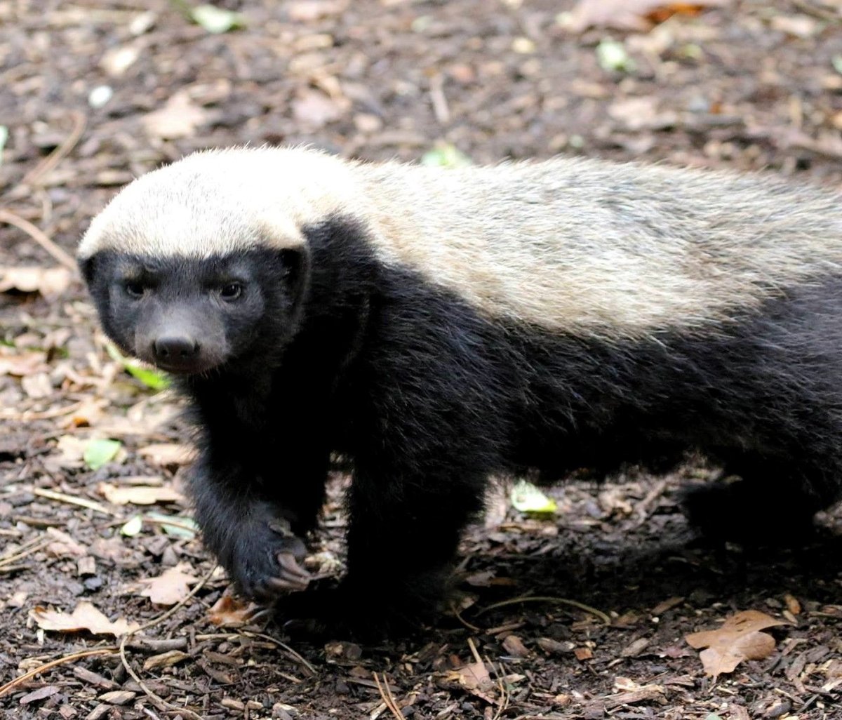 Росомаха животное