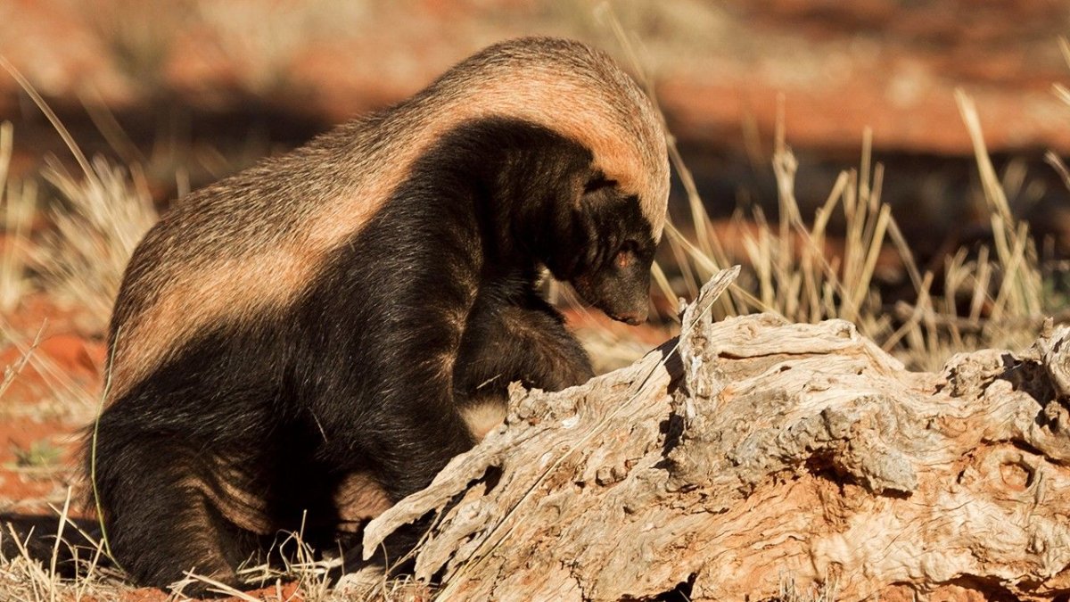 Медоед мультяшный