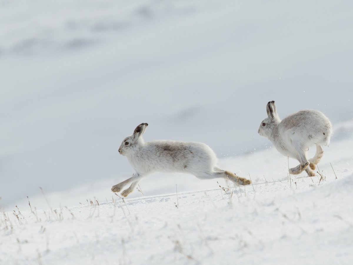 Птичьи следы на снегу