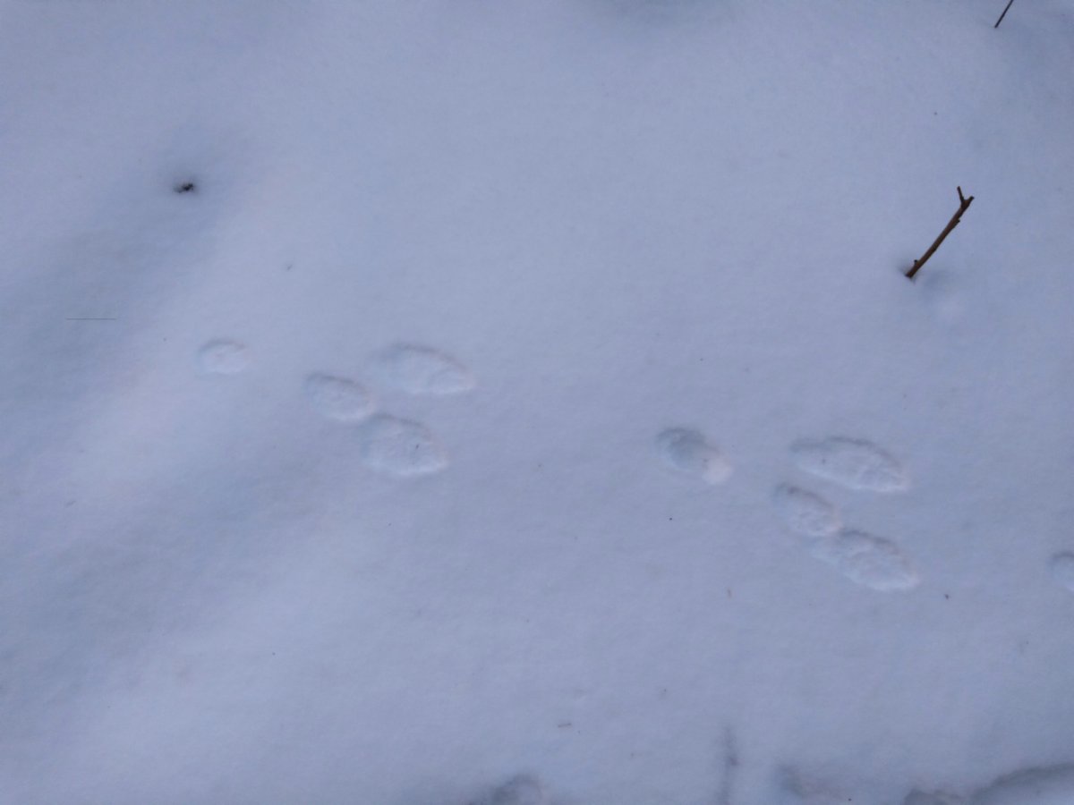 Следы зайца русака