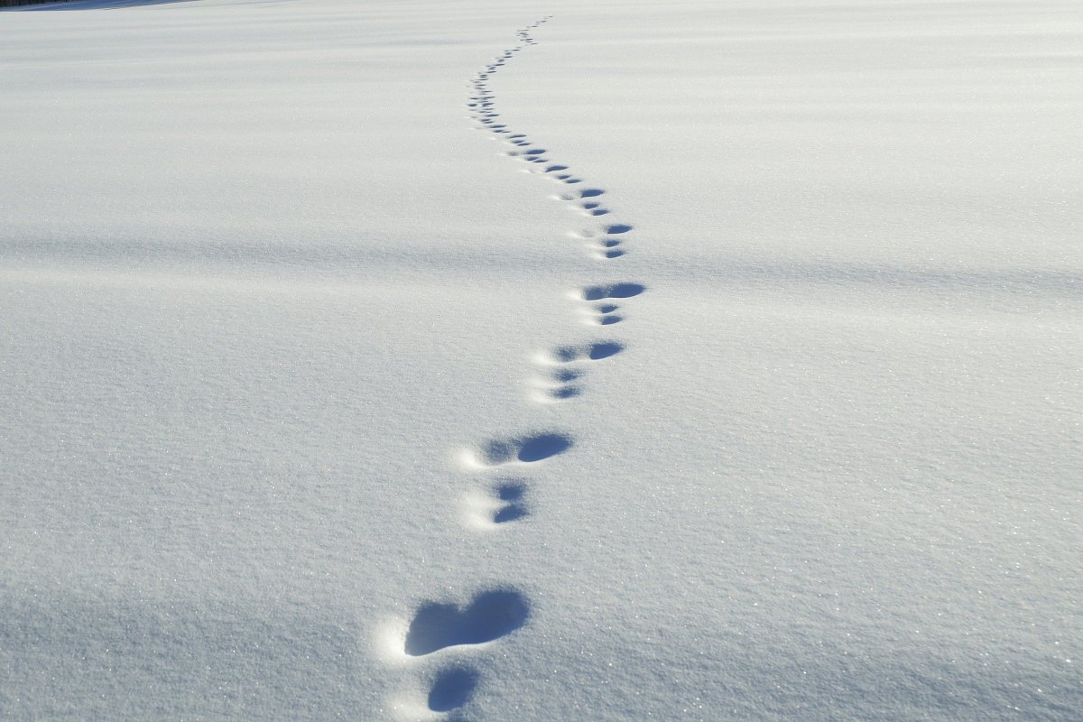Следы зайца на снегу