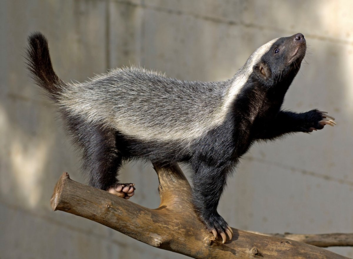 Барсук медоед