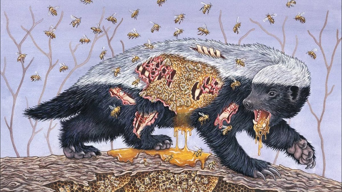 Дикий медоед